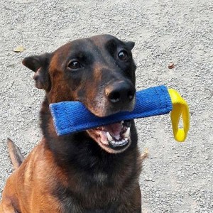 Короткая кусалка из french linen «Agility Training» для малинуа